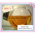 Herbicida clethodim 24% EC